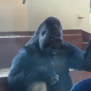 Meet your Posher, Bridget